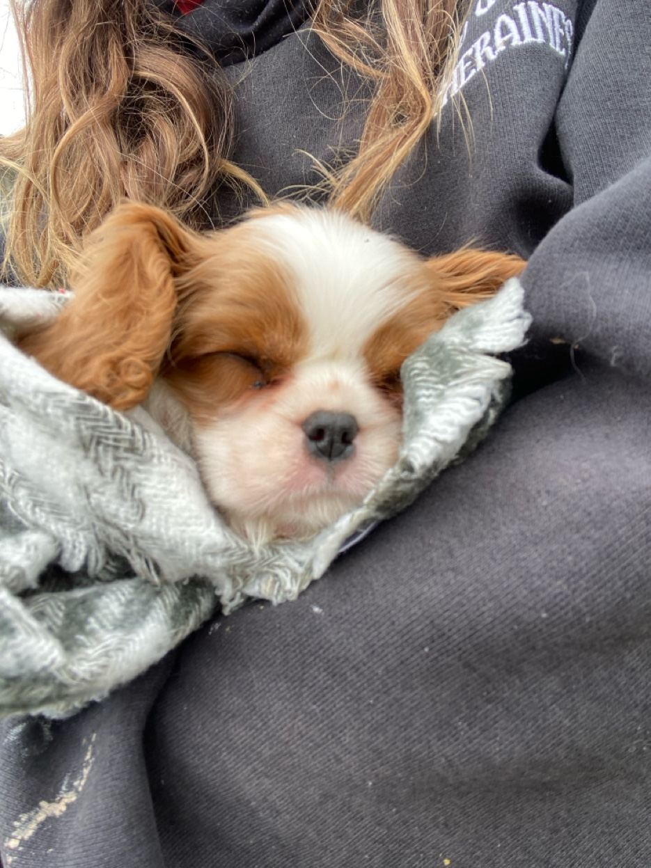 Cavalier King Charles