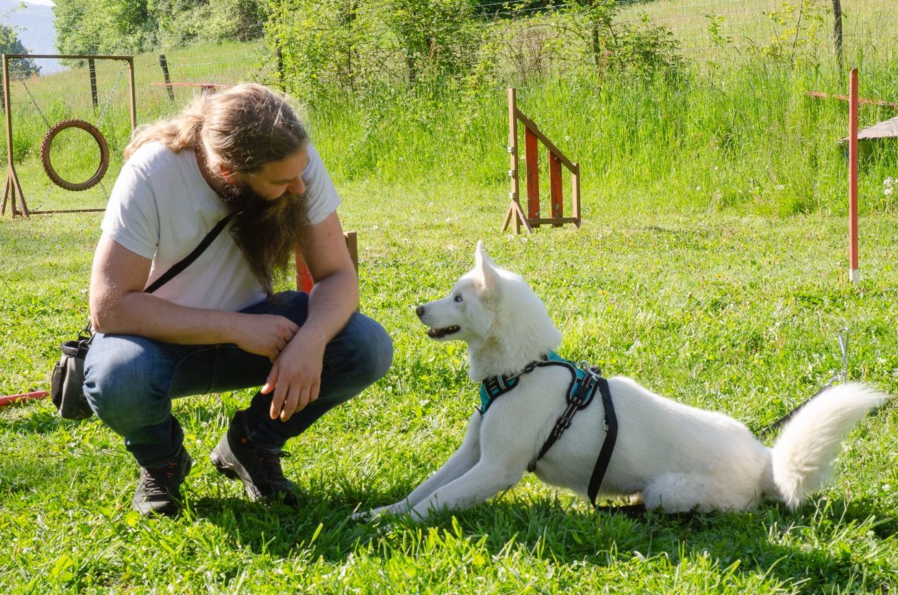 Séance d'éducation canine — Belles Gueules