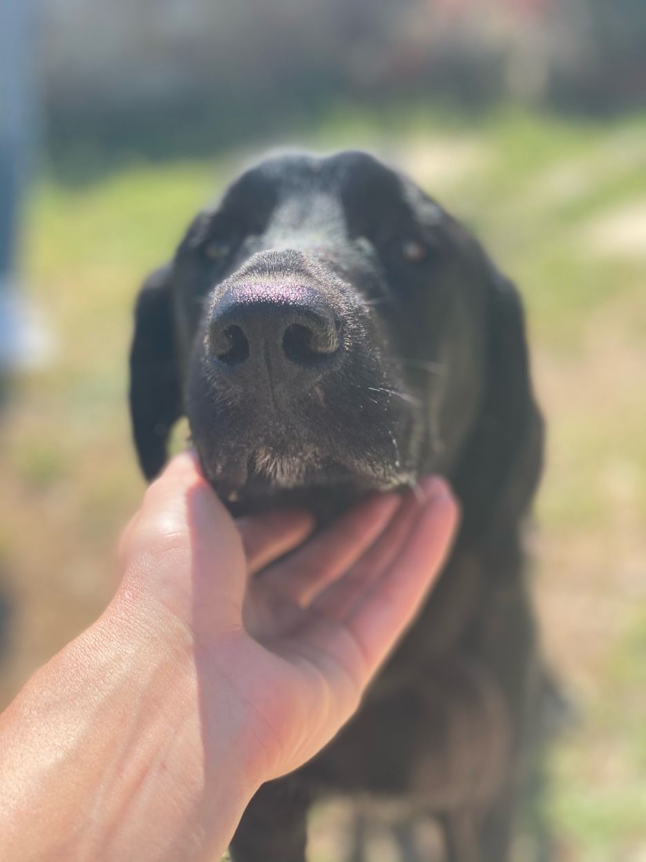 Bilan comportemental